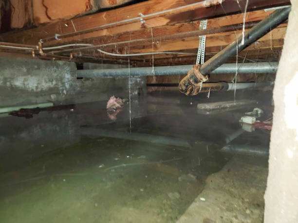 Best Professional water damage repair  in Occidental, CA